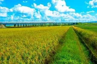 愛知県 豊作の田園地帯を快走する東海道新幹線